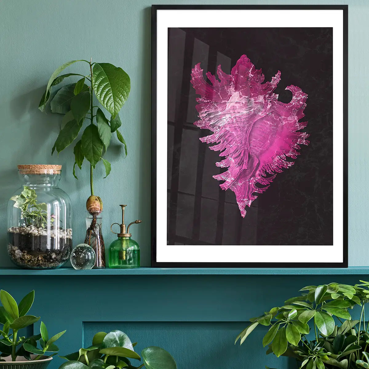 Large Conch Sea Shell Pink Antique Print