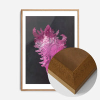 Large Conch Sea Shell Pink Antique Print