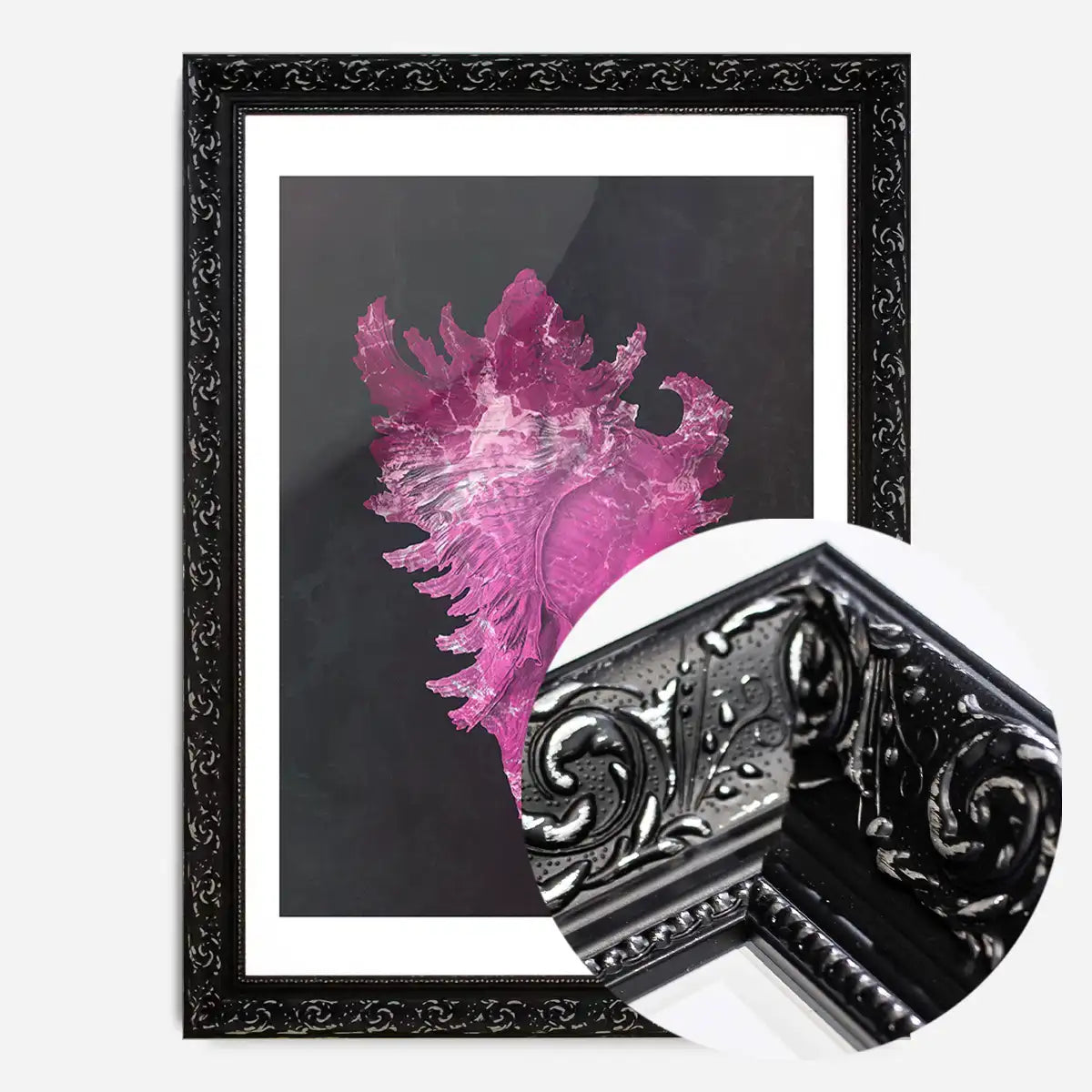 Large Conch Sea Shell Pink Antique Print