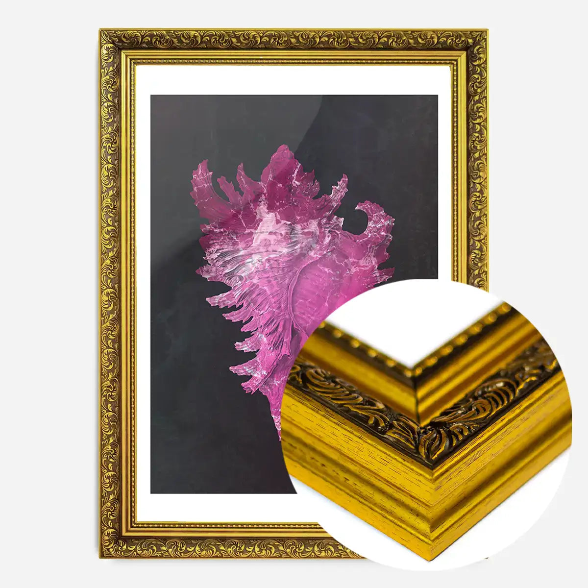 Large Conch Sea Shell Pink Antique Print