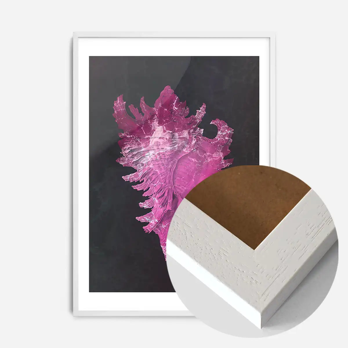 Large Conch Sea Shell Pink Antique Print