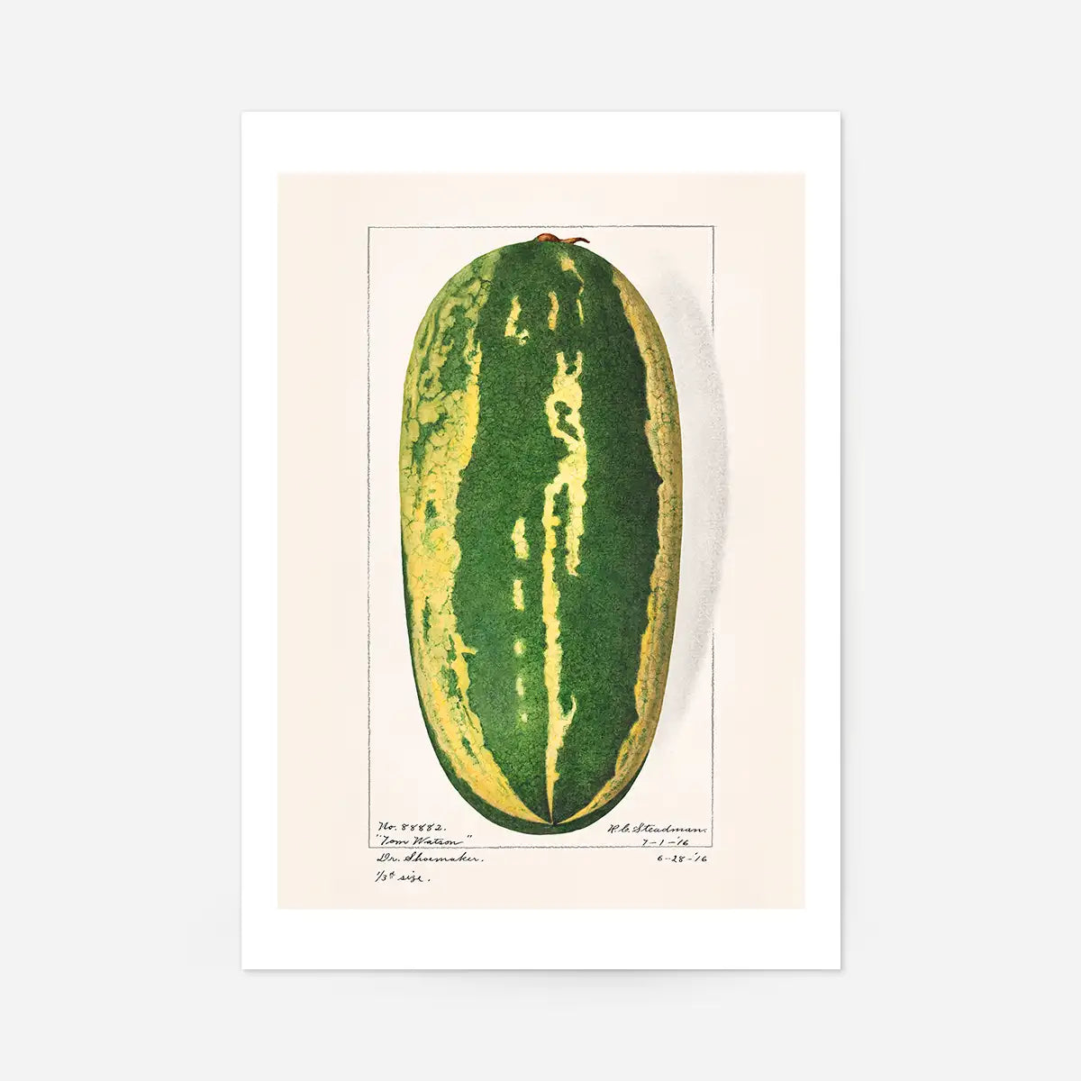 Watermelon Antique Vintage Fruit Print