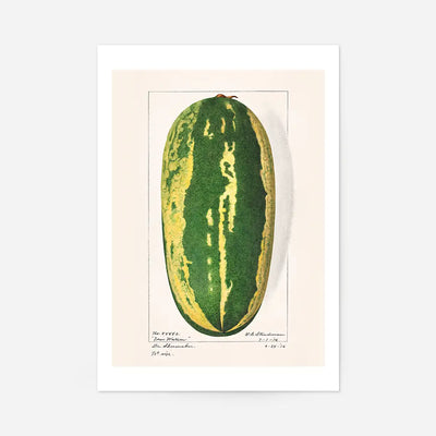 Watermelon Antique Vintage Fruit Print