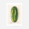 Watermelon Antique Vintage Fruit Print