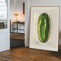 Watermelon Antique Vintage Fruit Print
