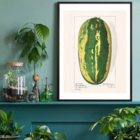 Watermelon Antique Vintage Fruit Print