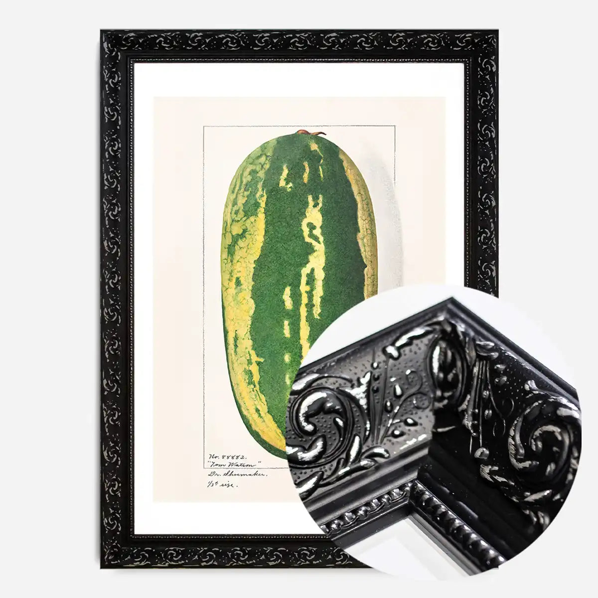 Watermelon Antique Vintage Fruit Print