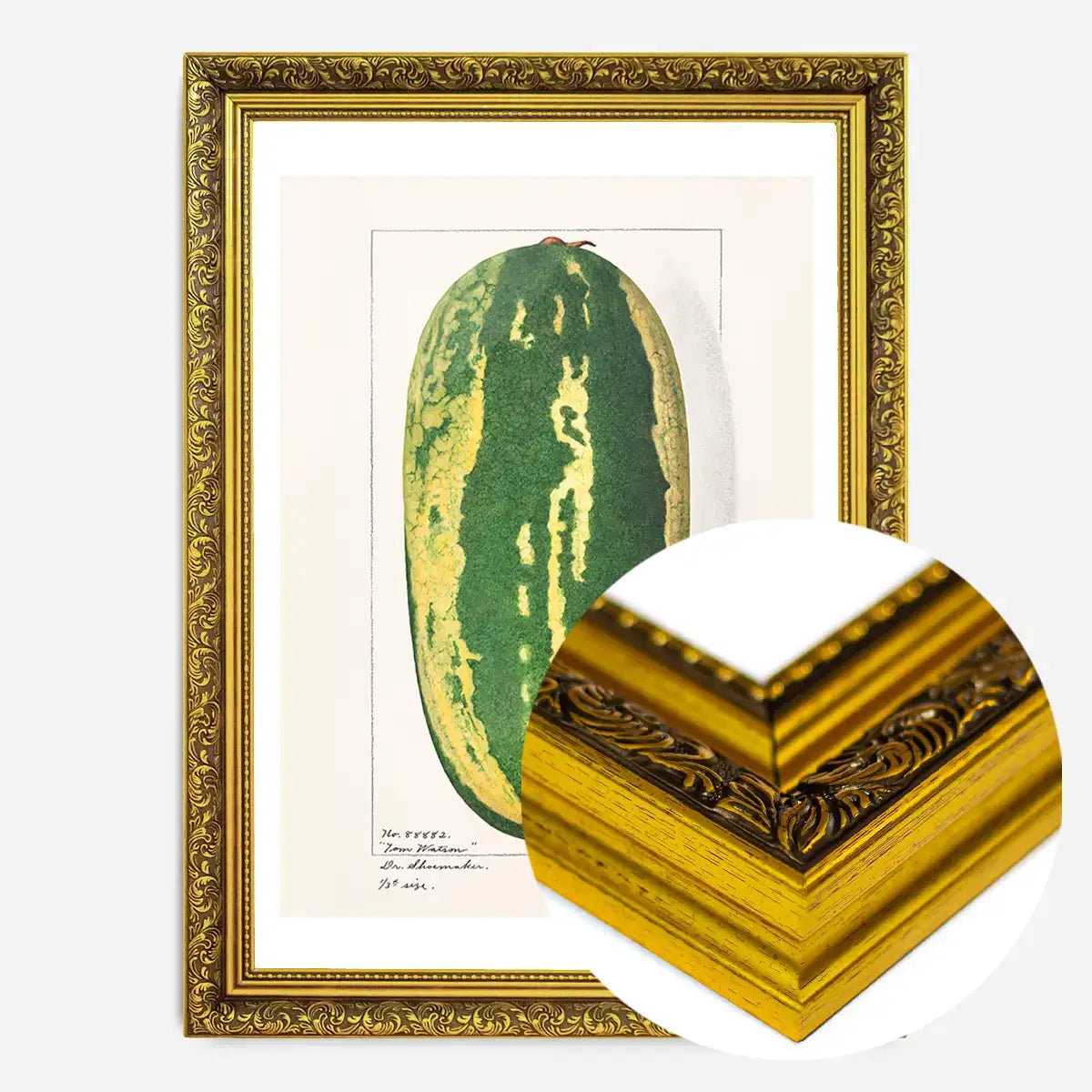 Watermelon Antique Vintage Fruit Print