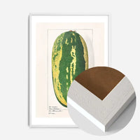 Watermelon Antique Vintage Fruit Print