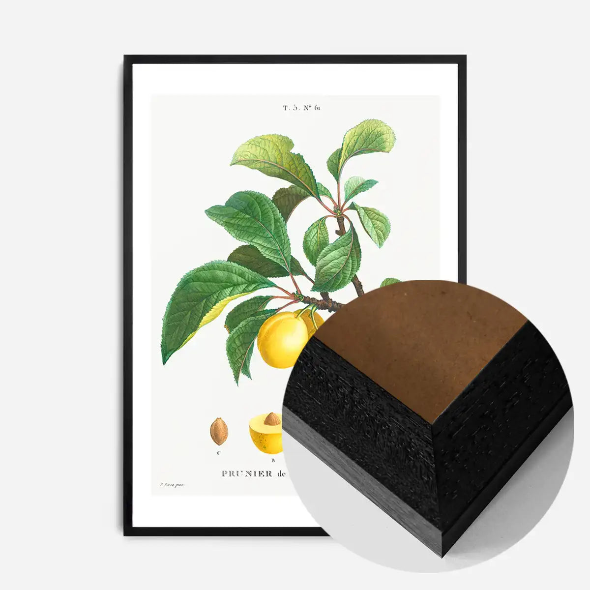 Yellow Plum Branch Antique Vintage Fruit Print