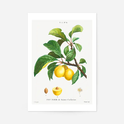 Yellow Plum Branch Antique Vintage Fruit Print
