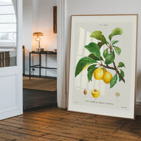 Yellow Plum Branch Antique Vintage Fruit Print