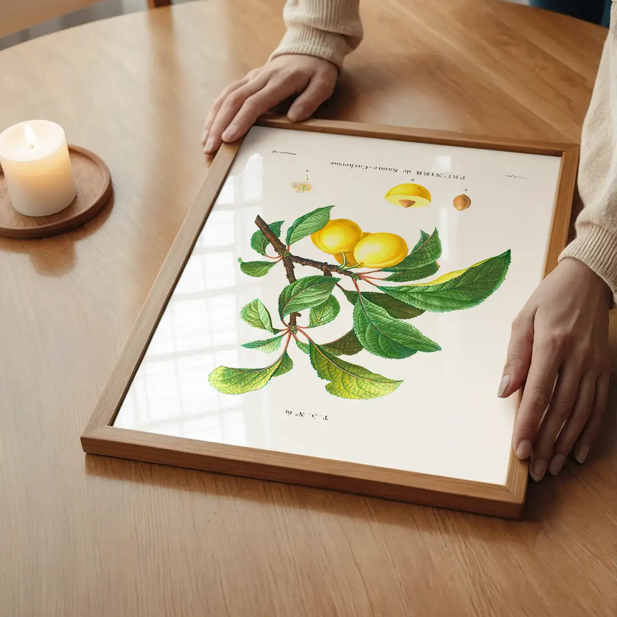 Yellow Plum Branch Antique Vintage Fruit Print