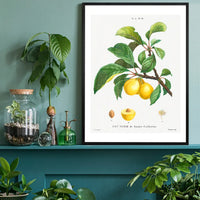 Yellow Plum Branch Antique Vintage Fruit Print