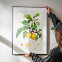 Yellow Plum Branch Antique Vintage Fruit Print