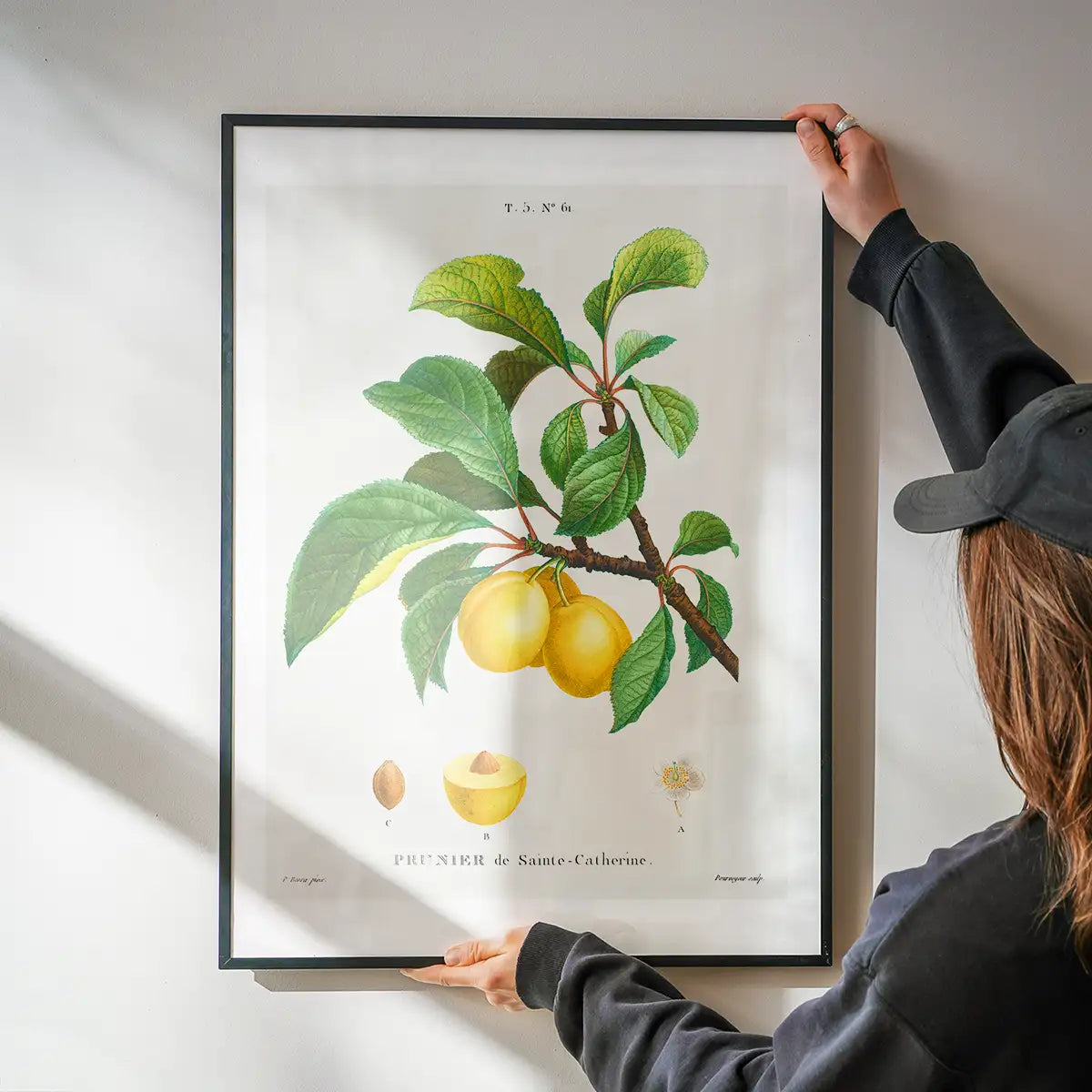 Yellow Plum Branch Antique Vintage Fruit Print