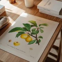 Yellow Plum Branch Antique Vintage Fruit Print