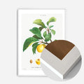 White Wood Frame