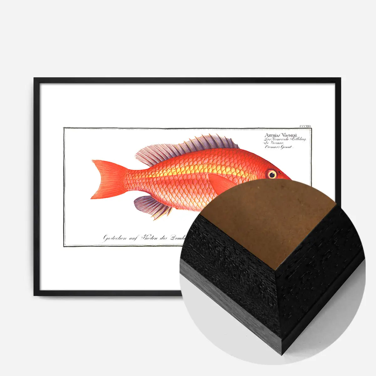 Goldfish Antique Vintage Print