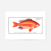 Goldfish Antique Vintage Print