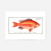 Goldfish Antique Vintage Print