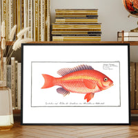 Goldfish Antique Vintage Print