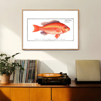 Goldfish Antique Vintage Print