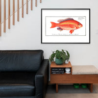 Goldfish Antique Vintage Print