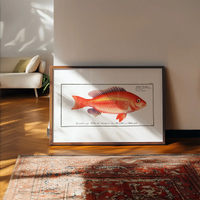 Goldfish Antique Vintage Print