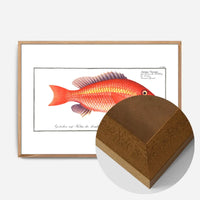 Goldfish Antique Vintage Print