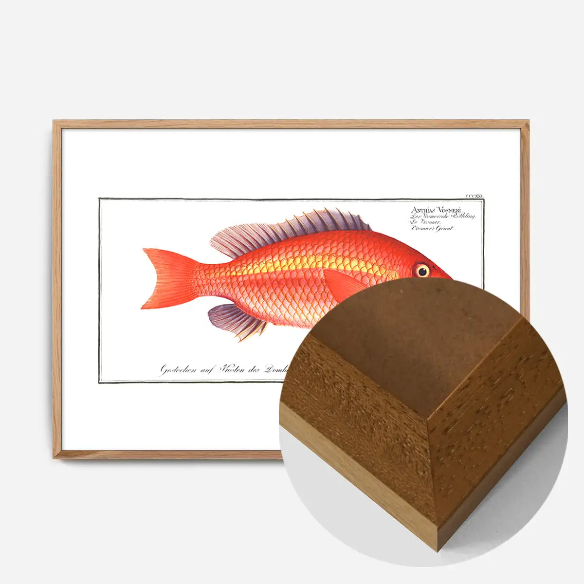 Goldfish Antique Vintage Print