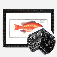 Goldfish Antique Vintage Print