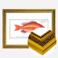 Goldfish Antique Vintage Print