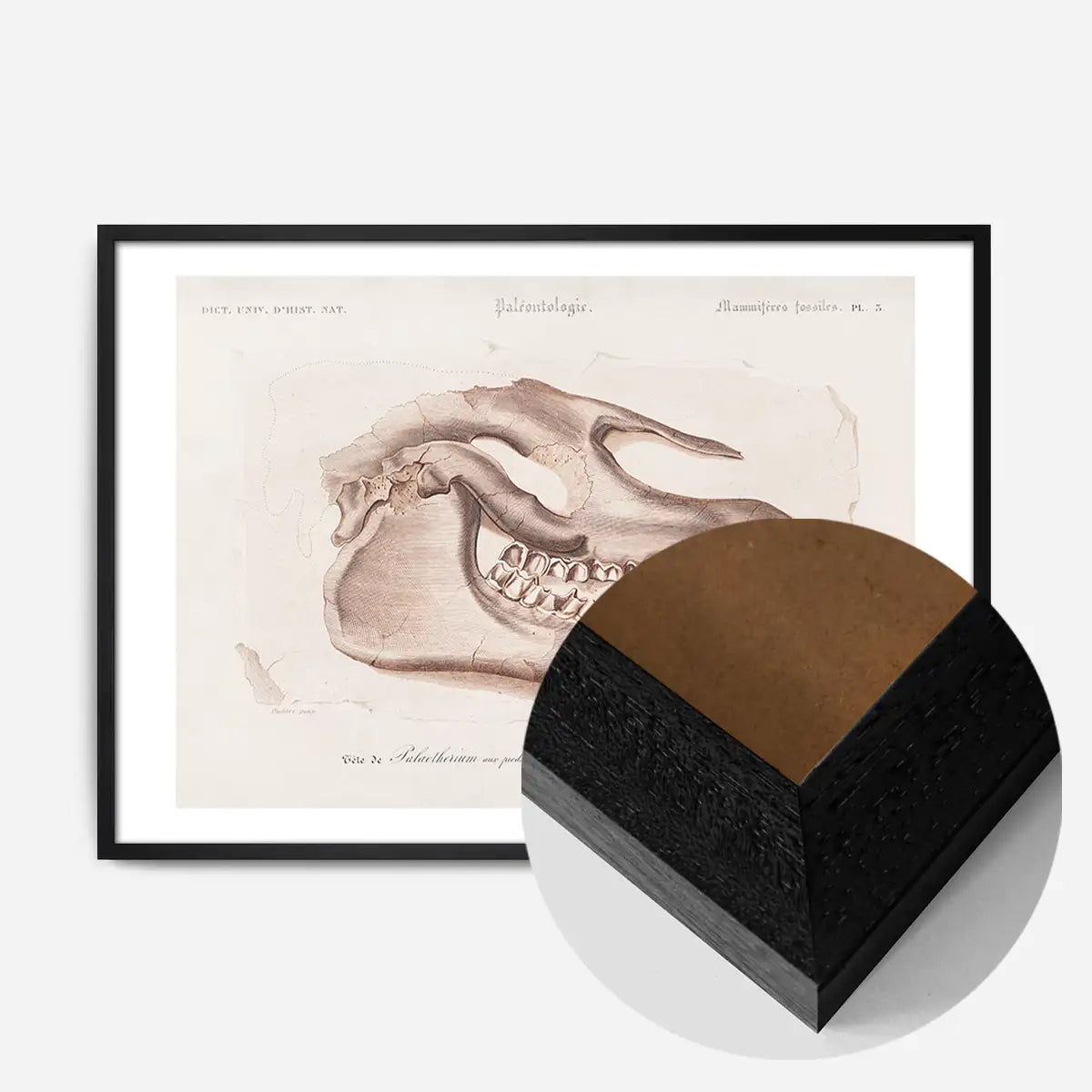 Fossil Skull Vintage Antique Print