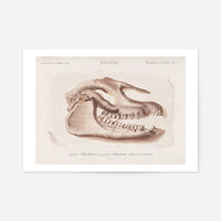 Fossil Skull Vintage Antique Print