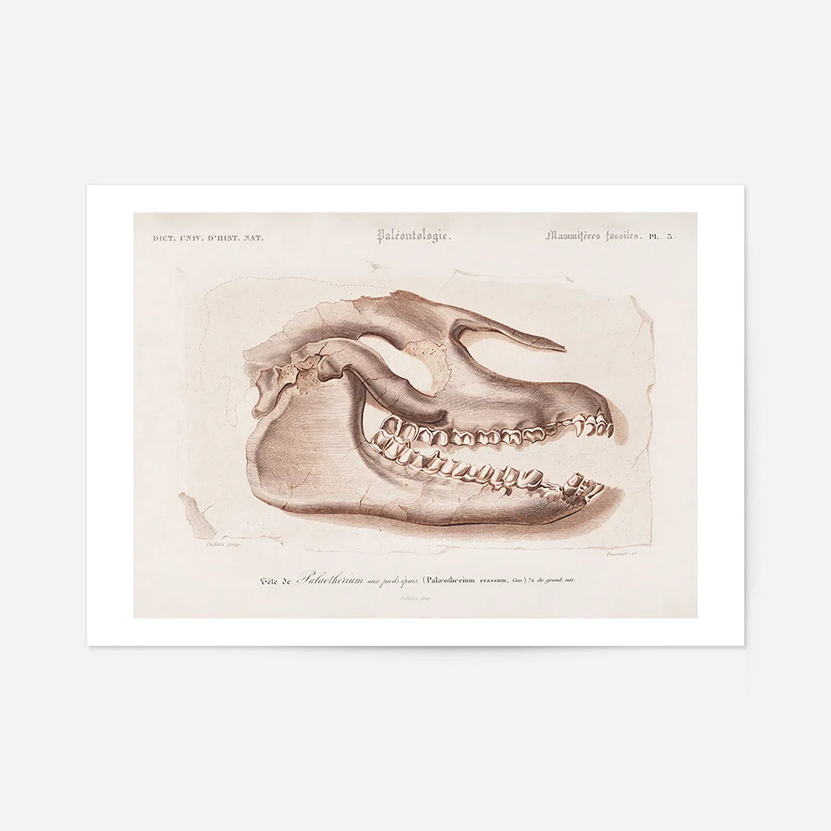 Fossil Skull Vintage Antique Print