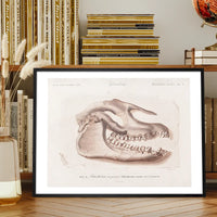Fossil Skull Vintage Antique Print