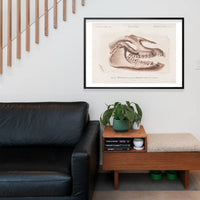Fossil Skull Vintage Antique Print