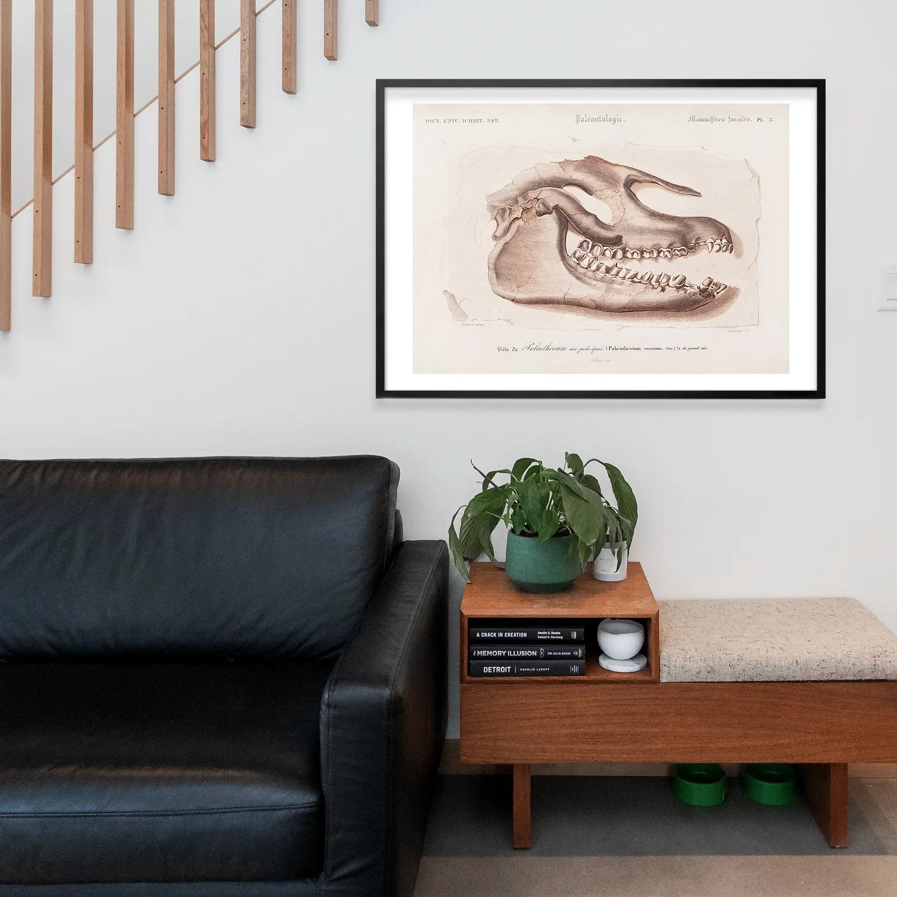 Fossil Skull Vintage Antique Print