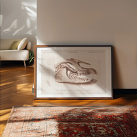 Fossil Skull Vintage Antique Print