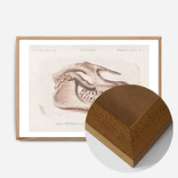 Fossil Skull Vintage Antique Print
