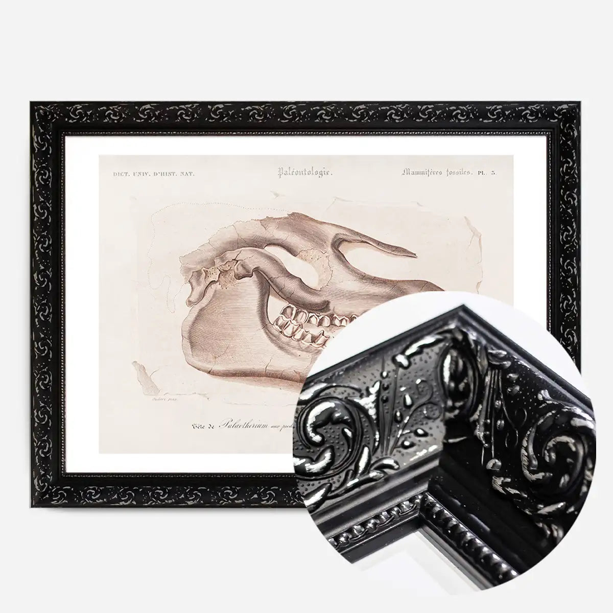 Fossil Skull Vintage Antique Print