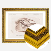 Fossil Skull Vintage Antique Print