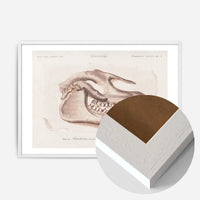 Fossil Skull Vintage Antique Print