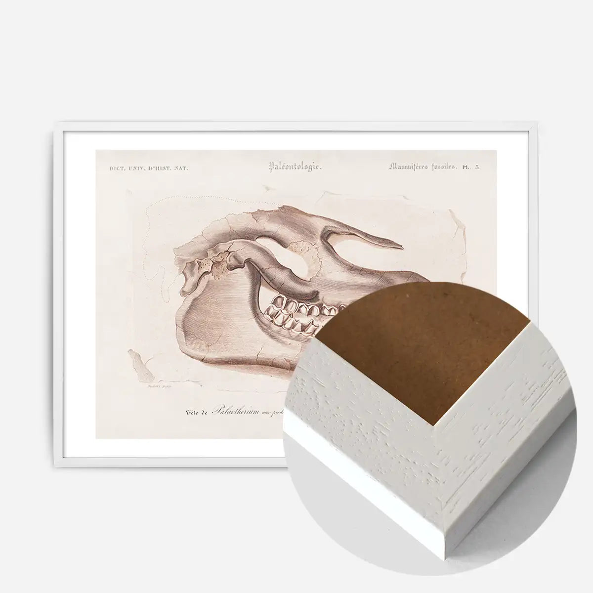Fossil Skull Vintage Antique Print
