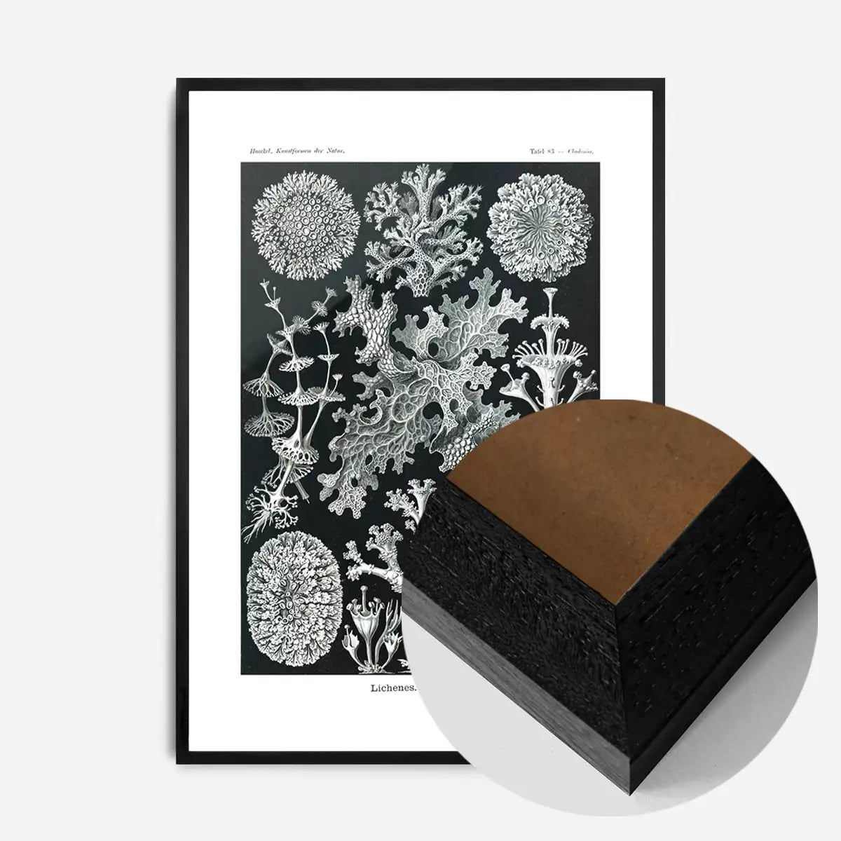 Lichens Black and White Vintage Antique Print
