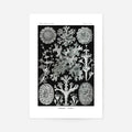 Print Only