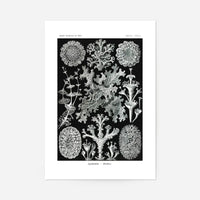 Lichens Black and White Vintage Antique Print