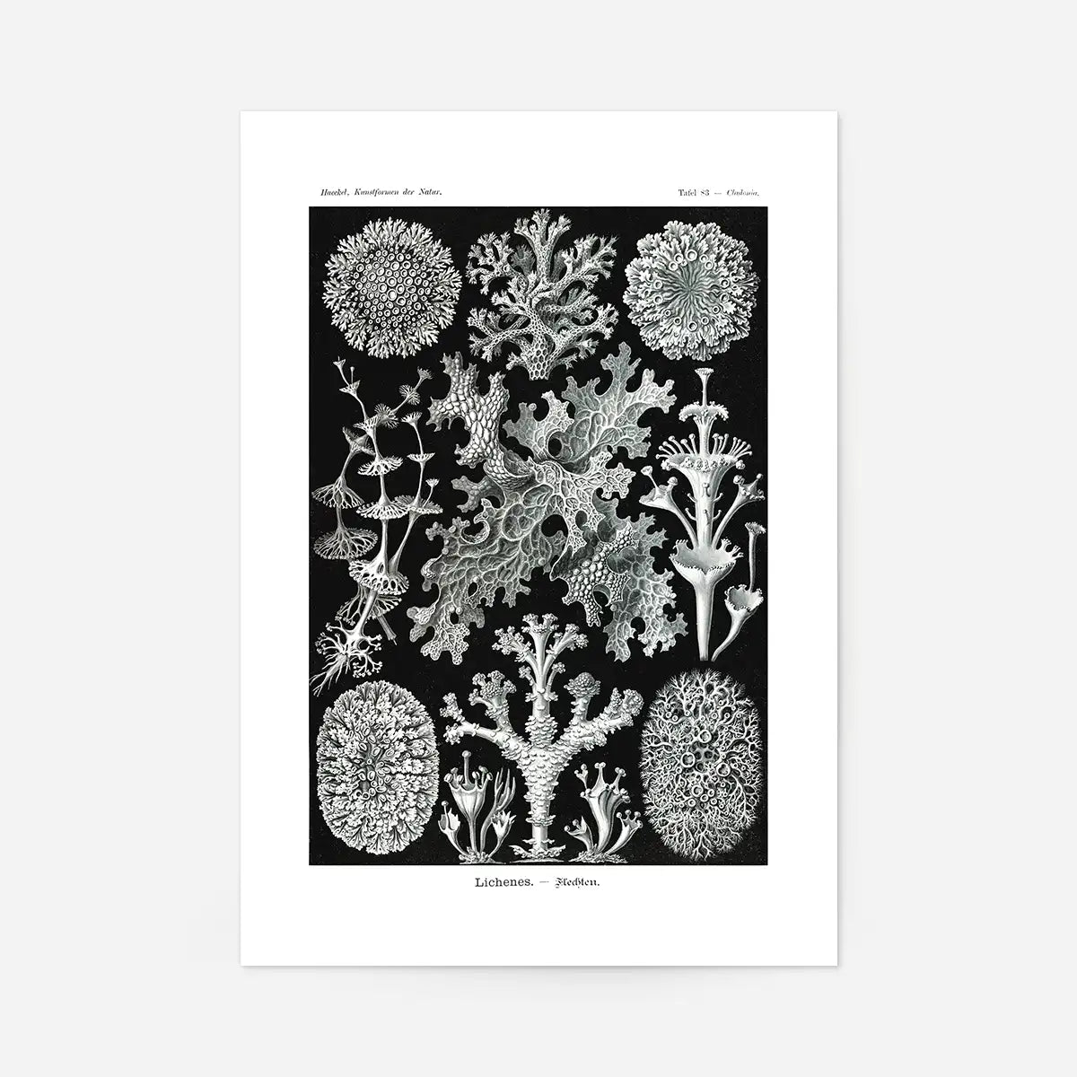 Lichens Black and White Vintage Antique Print