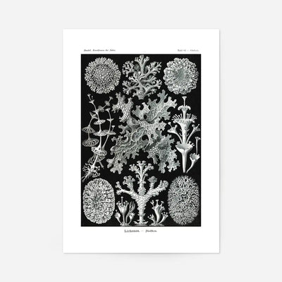 Lichens Black and White Vintage Antique Print